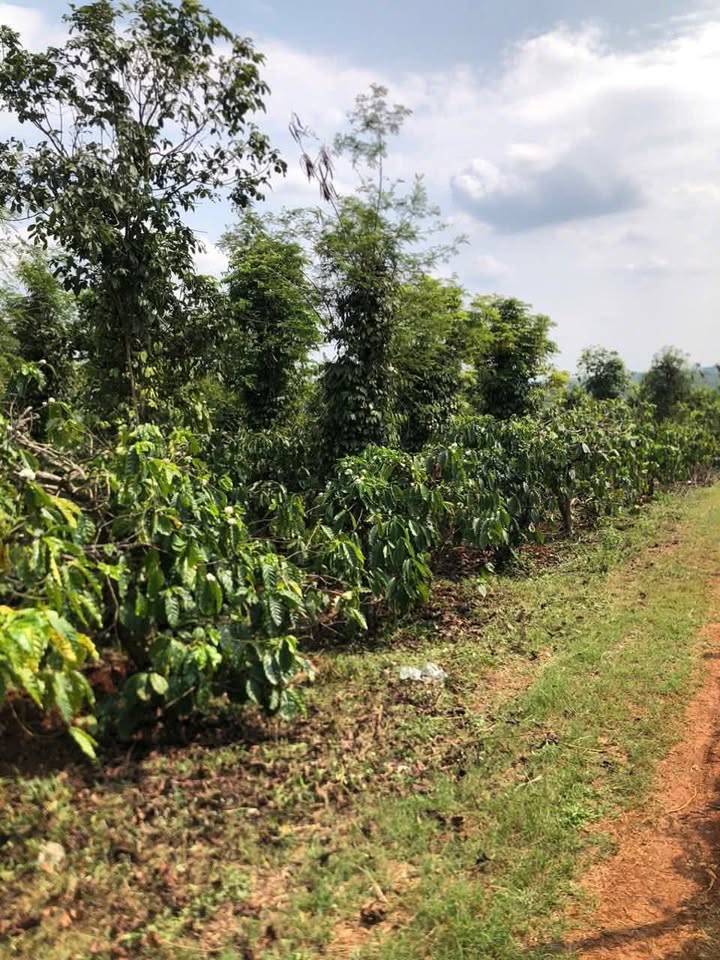 Farm 4000m² Cà phê Tiêu Chư Sê, Gia Lai - Sổ đỏ Sẵn Sàng