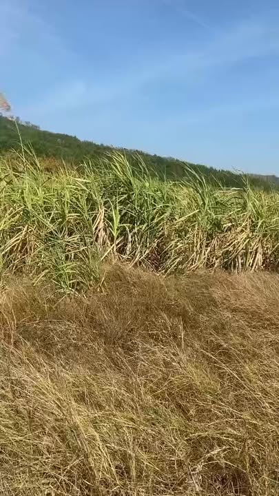 Bán Gấp 34.000m² Đất Mía Mặt Tiền Bê Tông 200m, Phú Thiện, Gia Lai - Giá Đầu Tư 2 Tỷ