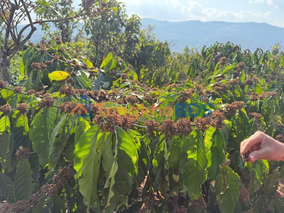 Bán Đất Vườn Cafe Đắk Krong, Gia Lai - 18.000m² - Dòng Tiền Ổn Định