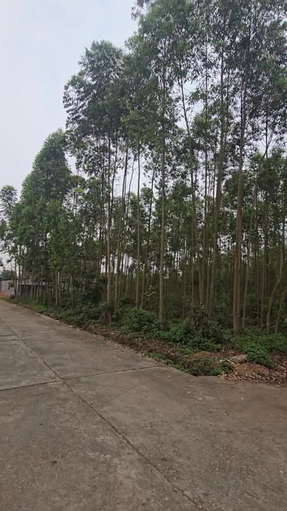 Đất thổ cư 300m² Chu Hóa, Việt Trì - Sổ đỏ sẵn sàng giao dịch