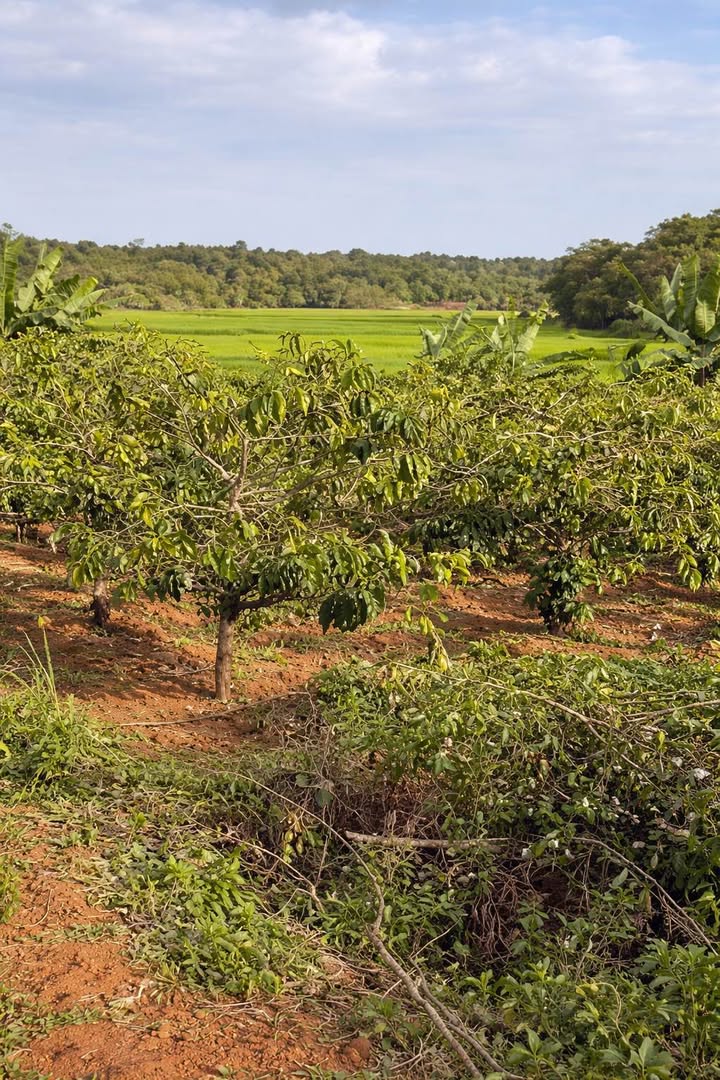 Bán Gấp Rẫy Vườn 1.1ha + 2 Sào Ruộng Phường Trà Đa - Giá 3.9 Tỷ