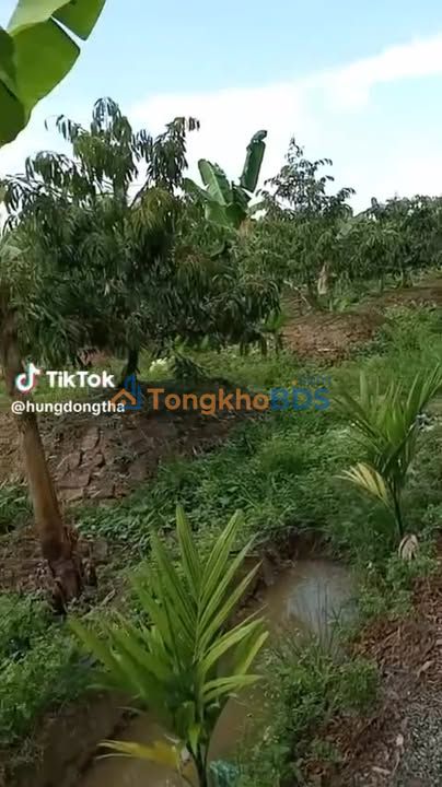 Farm Sầu Riêng 4000m² Vĩnh Long - Giá Tốt 500 Triệu/13 Năm