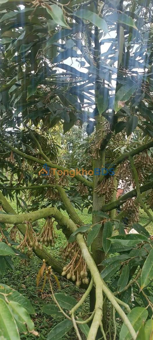 Farm Sầu Riêng 19.000m² Tại Đắk Lắk - Kinh Doanh Thu Lợi Nhuận Cao