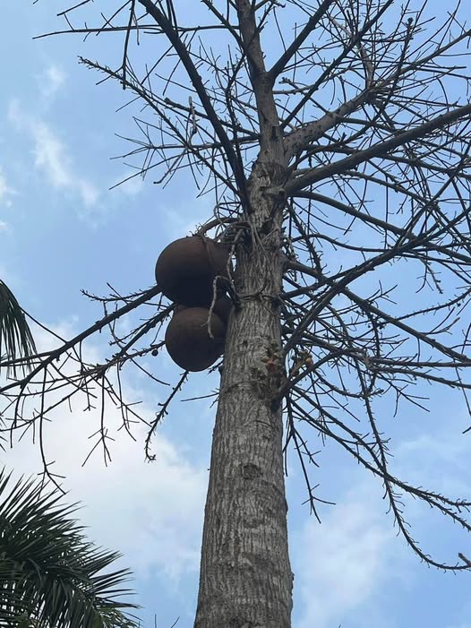 Nhà Vĩnh Hưng 47m² 4 Tầng - Sổ Đỏ Riêng, Ô Tô Đỗ Cửa, Kinh Doanh Thuận Tiện