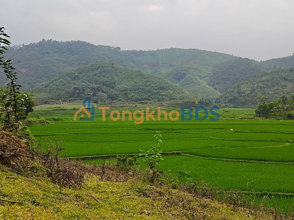 Đất Vườn Nghỉ Dưỡng Phú Thọ 8200m² - View Đồng Thơm Mát, Giá Đầu Tư