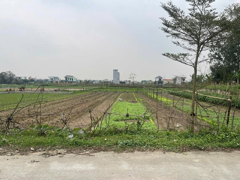 Đất nền Thôn Nga Linh, Triệu Sơn - 150m² Hướng Nam, Đường 3 Ô Tô Tránh Nhau