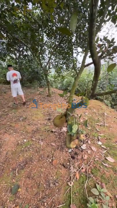 Đất Vườn Hạ Hòa, Phú Thọ - 2200m² Bám Hồ, Có Sẵn Nhà Vườn Nghỉ Dưỡng