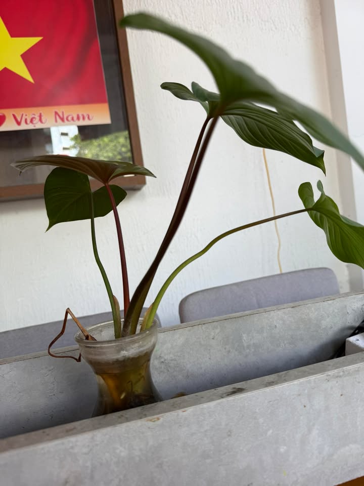 Cho Thuê Nhà Mặt Tiền Ghềnh Ráng, Quy Nhơn - 70m², 3PN, Giá 5.5 Triệu/Tháng