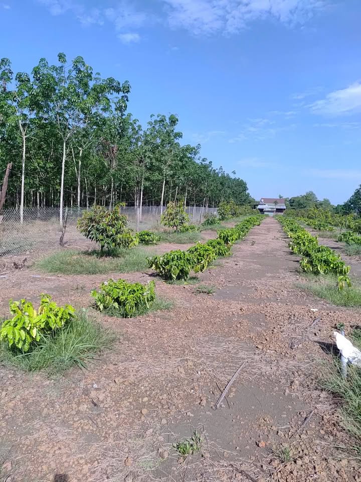 Đất Vườn 14400m² Bình Phước - 80 Sầu Riêng, 550 Cà Phê - Giá 1 Tỷ Bao Sổ