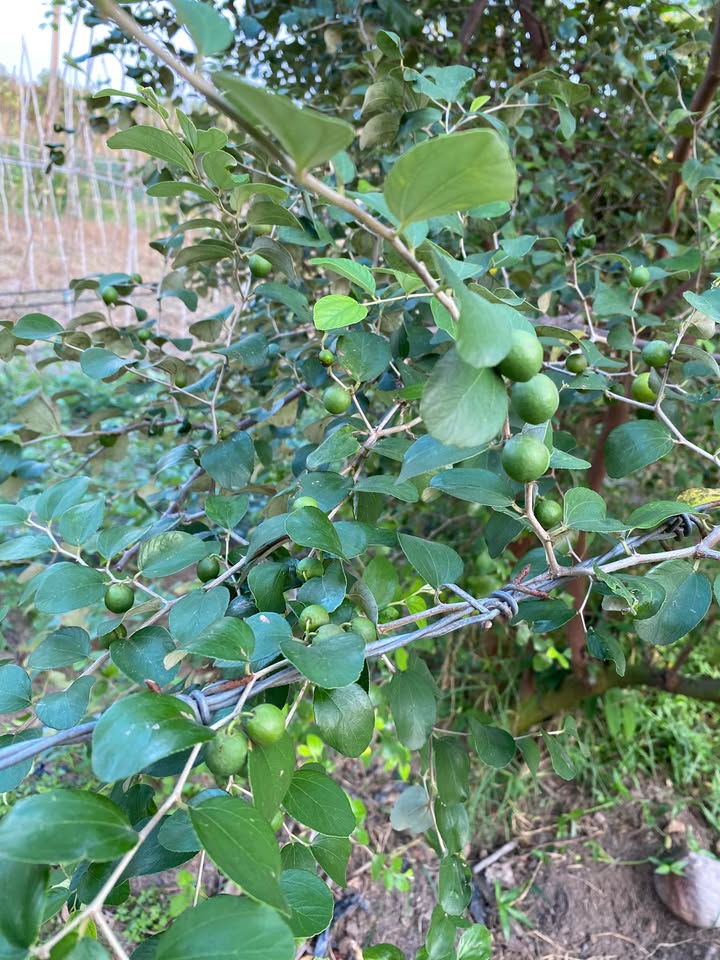 Đất Vàng Hẻm 7 Nguyễn Văn Cừ, Hòa Thành - 125m² Sổ Đỏ Full Thổ Cư