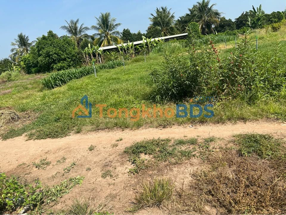 Bán Đất 480m² Tân Bình, Tây Ninh - Giá Cực Hời, Cơ Hội Đầu Tư