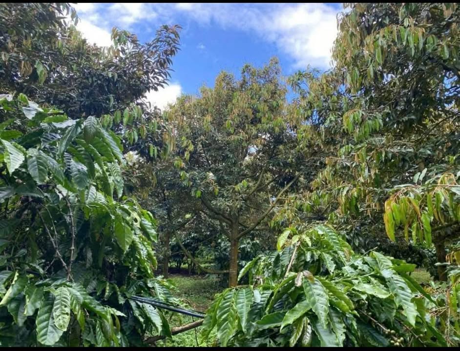 Đất Vườn 2.46 Ha Tại Bảo Lâm, Lâm Đồng - Thu Nhập Khủng Từ Cafe & Sầu Riêng