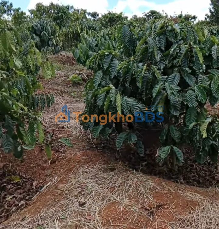 Bán Gấp 21.600m² Đất Vườn Sổ Hồng View Sông Đồng Nai - Vĩnh Cửu