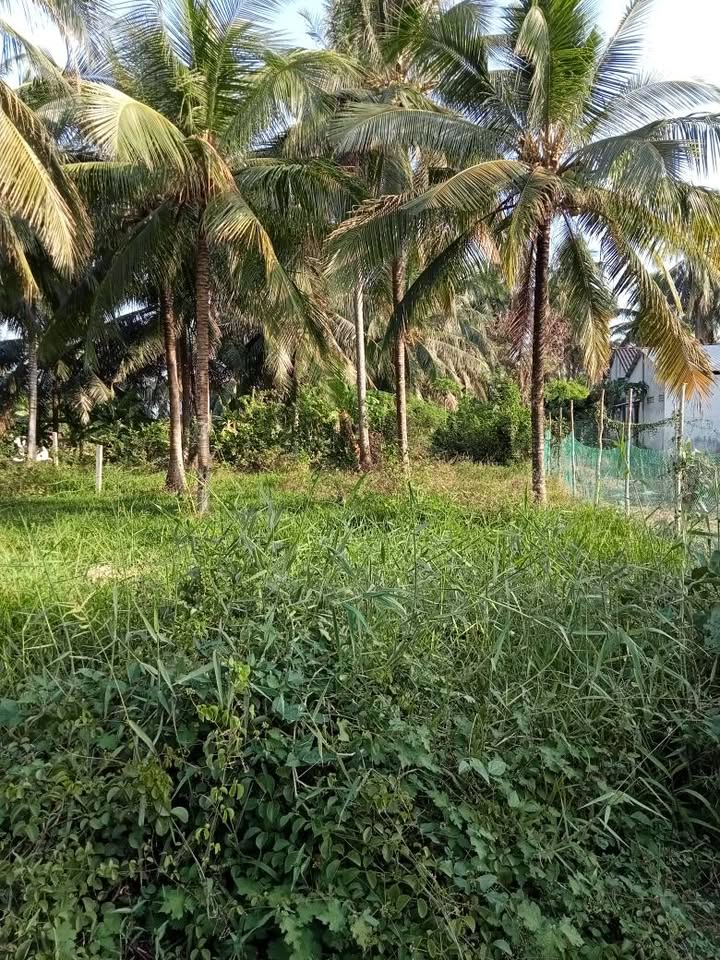 Đất nền mặt tiền Dương Quang Đông, Trà Cú, Trà Vinh - 144m² giá 600 triệu