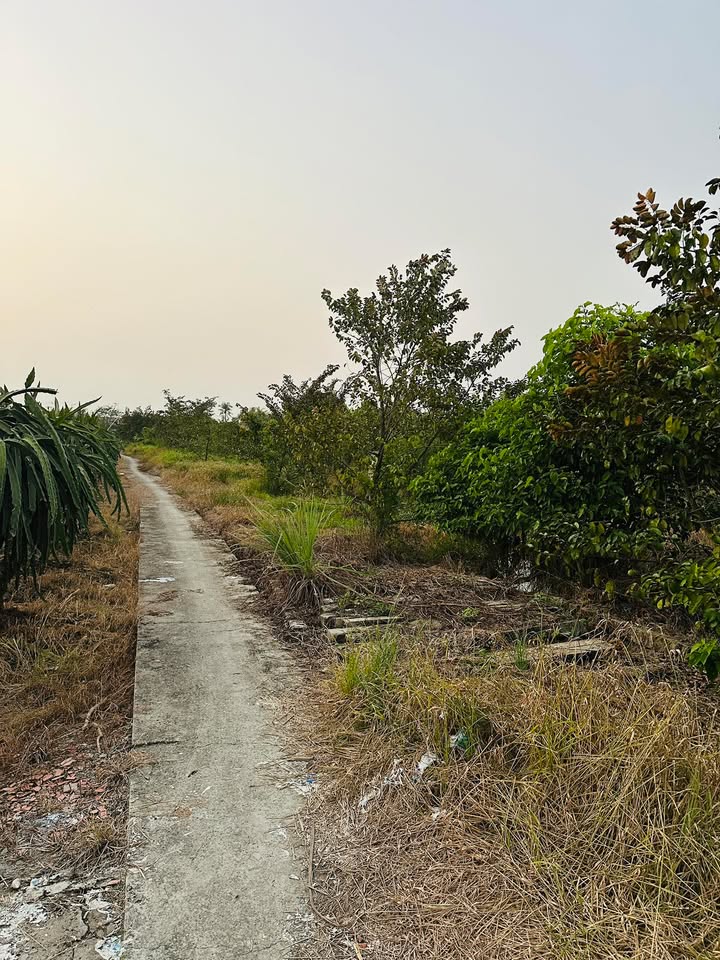 Bán Gấp Đất Lúa 2400m² Phú Ngãi Trị, Châu Thành - Giá 696 Triệu