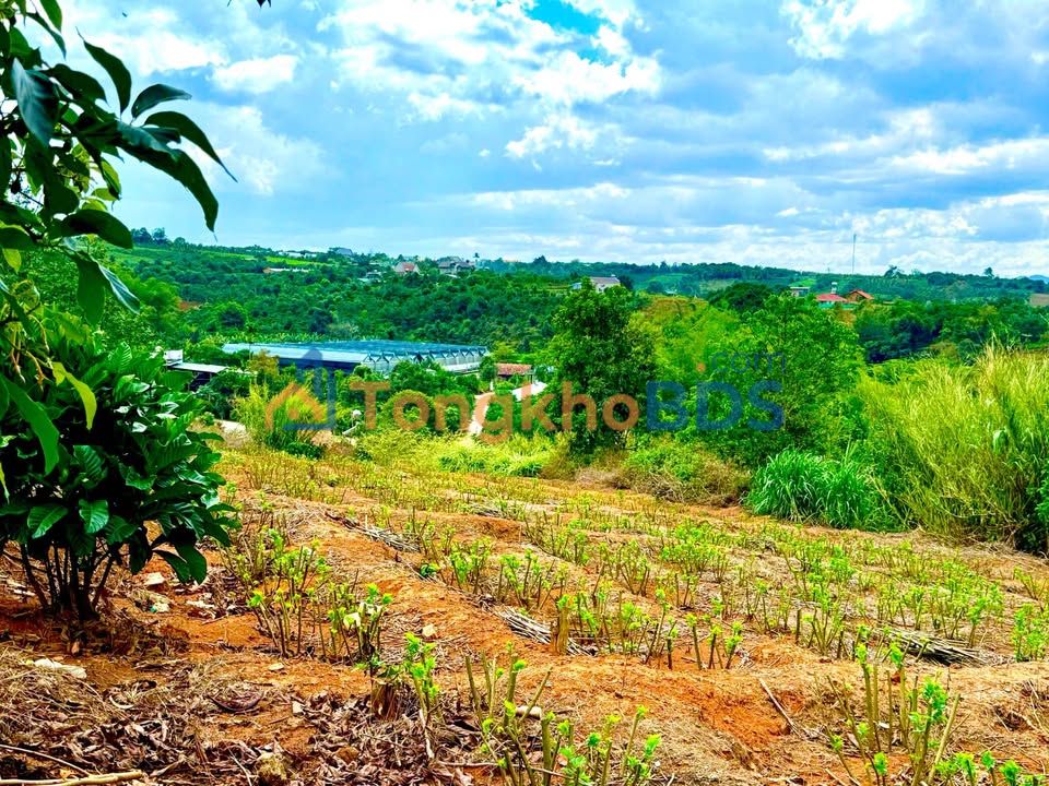 Đất nền Lâm Đồng 244m² - Sổ đỏ thổ cư, đường ô tô - Giá 640 triệu