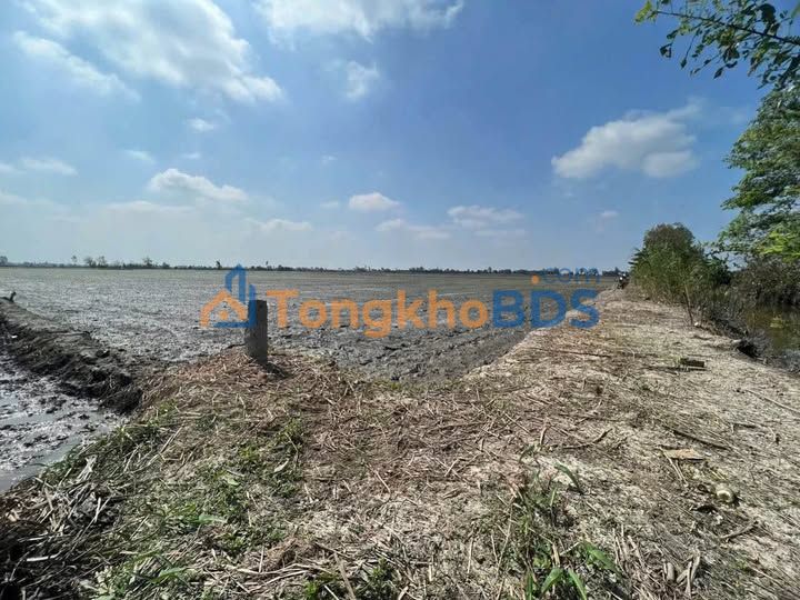 Bán 28 Công Đất Lúa Châu Thành, An Giang - 2 Mặt Tiền Kênh