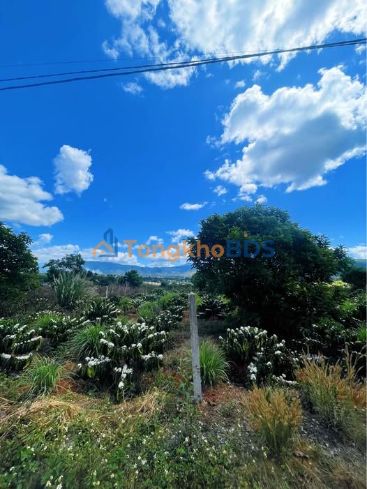 Đất Nền Lâm Hà 640m² - View Đồi Chill, Sẵn Vườn Cà Phê Bơ Thu Hoạch