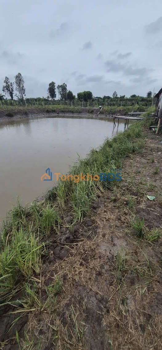 Bán Gấp Đất Vườn 2000m² Tặng Nhà & Máy Nuôi Cá - Châu Thành, An Giang