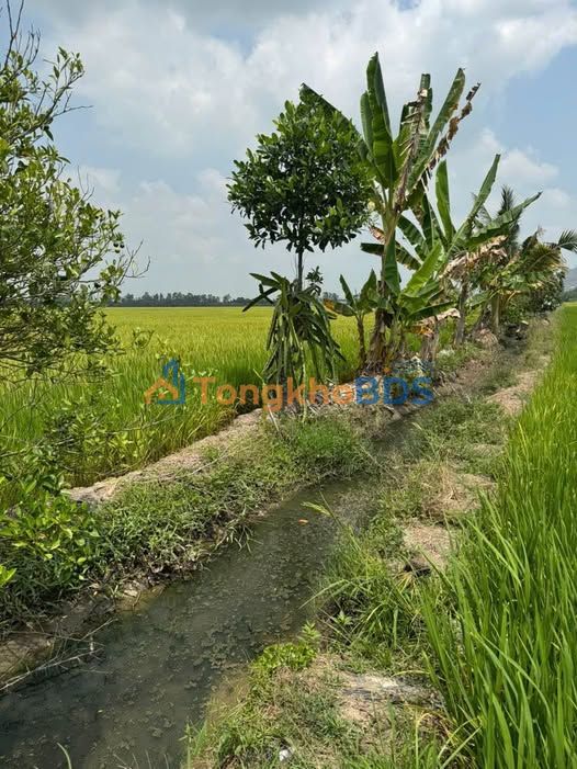 Bán Gấp Đất Vườn 10800m² Phường Vĩnh Tế, Châu Đốc - Giá Tốt