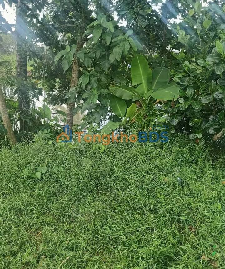 Đất Nền Thổ Cư 100m² Phong Điền, Cần Thơ - View Sông Thoáng Đãng