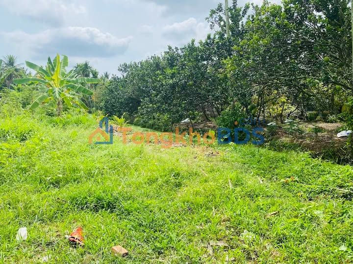 Bán đất vườn 1500m² Bến Tre - Sổ hồng thổ cư, ô tô vào tận nơi