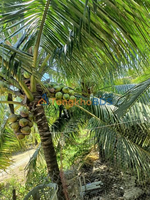 Đất Vườn Dừa Bến Tre 2400m² Tặng Nhà Cấp 4 - Giá 1.2 Tỷ