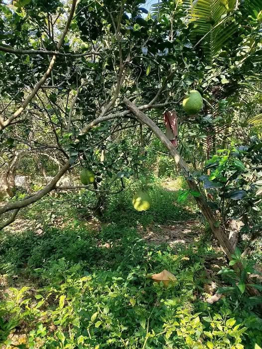 Bán Gấp Đất Vườn Bưởi 10.000m² Xã Quới Sơn, Bến Tre - Sẵn Sổ Hồng