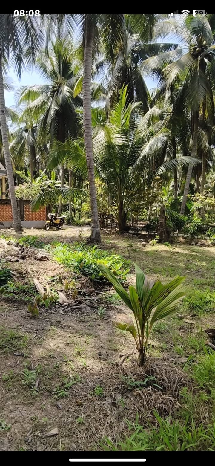 Đất Thổ Cư Mỏ Cày Nam 2828m² - Mặt Tiền Nở Hậu, Giá Đầu Tư 750 Triệu