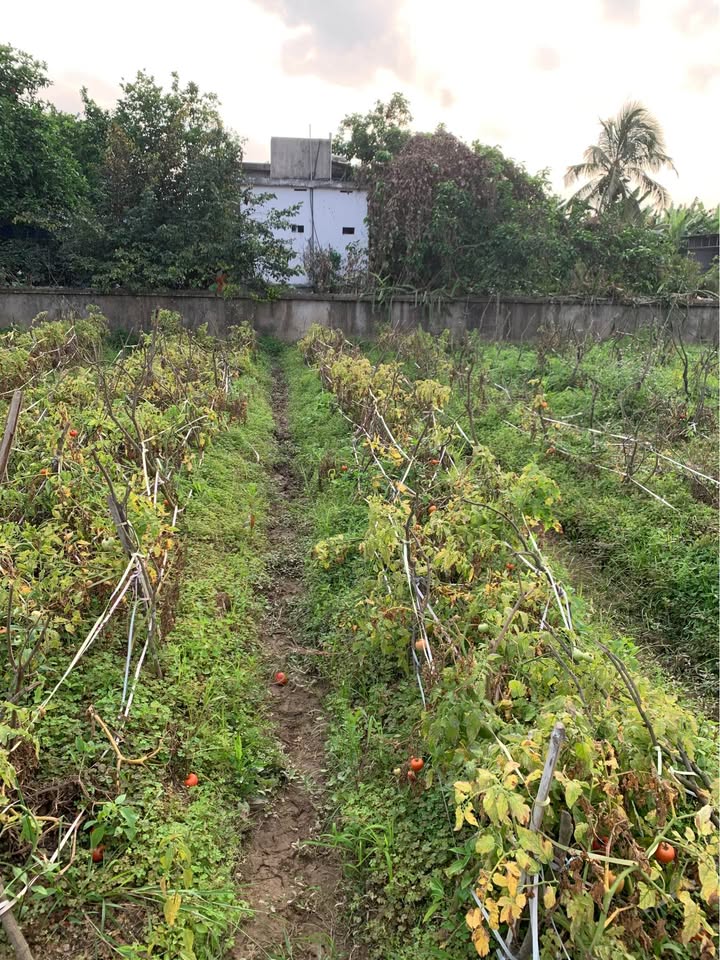 Bán đất Vĩnh Xá, Thanh Hà 62m² - Sổ đỏ chính chủ, giá chỉ 7xx triệu