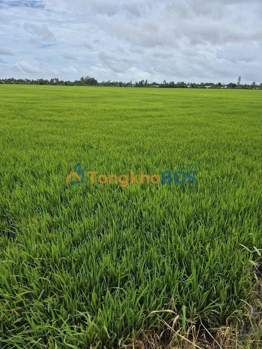 Bán Đất Vườn 38.800m² Mặt Tiền 84m Tại Giồng Riềng, Kiên Giang - Giá Tốt