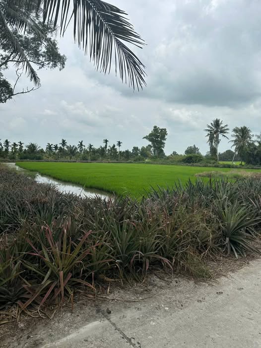 Bán Gấp 4ha Đất Lúa Mặt Tiền 54m Ấp An Thới, Kiên Giang - Giá Đầu Tư 15.7 Tỷ