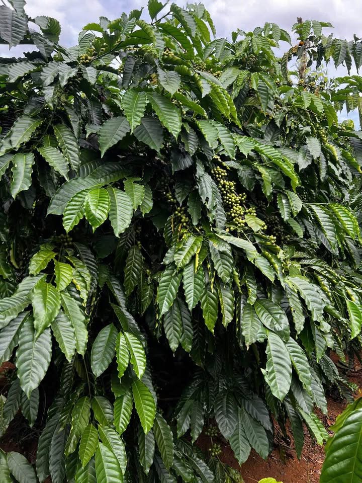 Bán trang trại cà phê, tiêu 2ha tại Gia Nghĩa, Đăk Nông - 4.7 tỷ