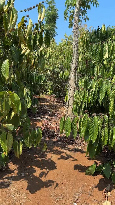 Đất Nông Nghiệp 22.000m² Tuy Đức, Đắk Nông - Giá Đầu Tư 2.9 Tỷ