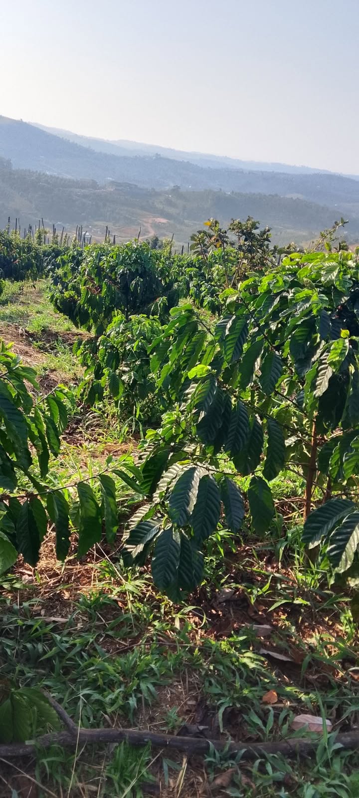 Bán Gấp Farm Cà Phê 1.9ha Đăk Glong - Giá Đầu Tư 900 Triệu