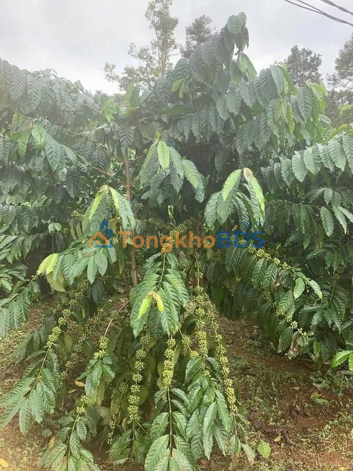 Farm 27.000m² Đắk Nông - Nguồn Thu Cà Phê 7 Tấn/Năm - 5.5 Tỷ