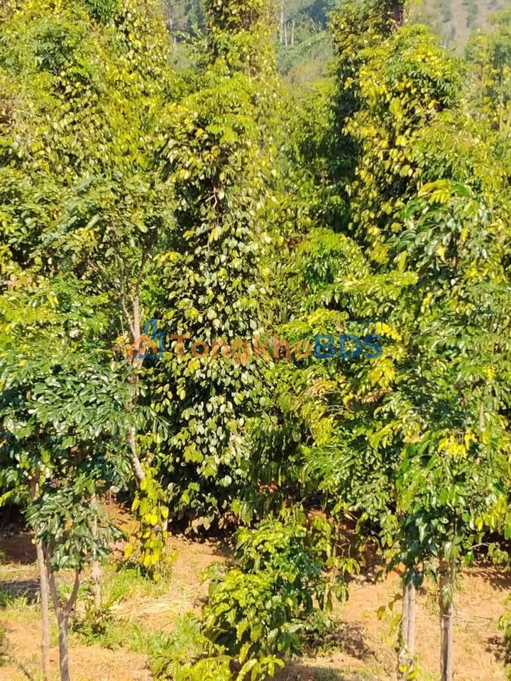 Farm 10.000m² Đắk Nông - 2.1 Tỷ, Mặt Đường Bê Tông, Thu Nhập Mạnh