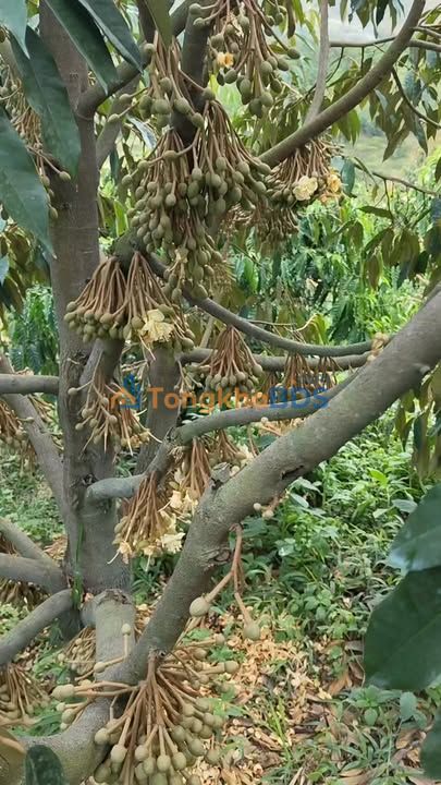 Farm 27.000m² Đắk Nông - Sổ Đỏ, Mặt Đường Bê Tông, Kinh Doanh Thu Thụ