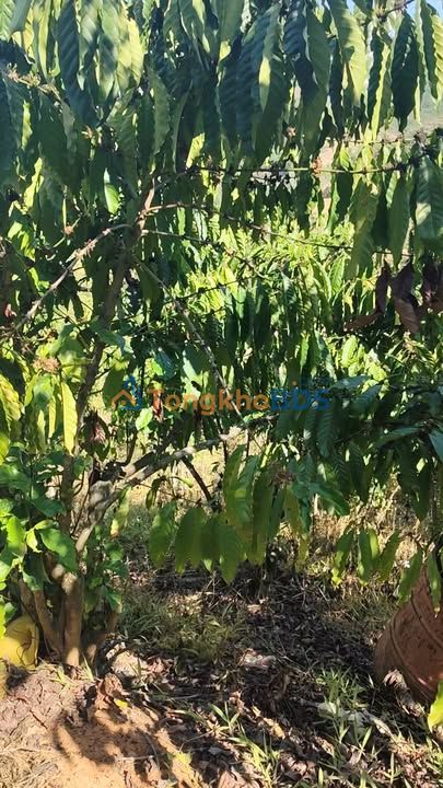 Bán 1 hecta cà phê sổ đỏ tại Quảng Khê, Đắk Glong - Giá 2.2 tỷ