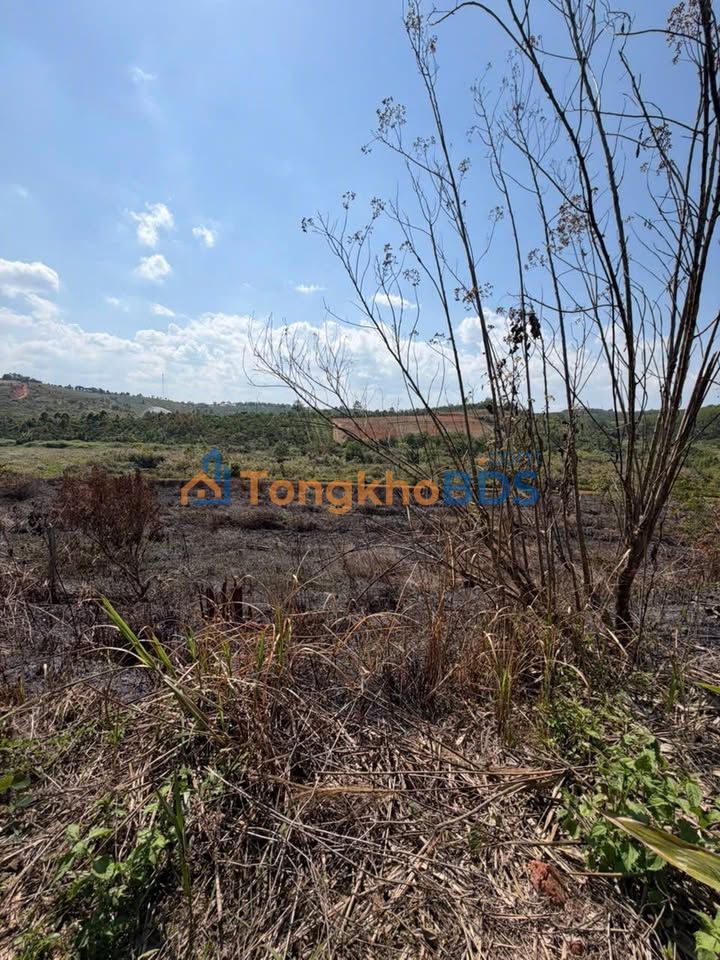 Bán Đất Farm 3ha Đắk Glong - 2.6 Tỷ, Có Nhà & Hồ Cá