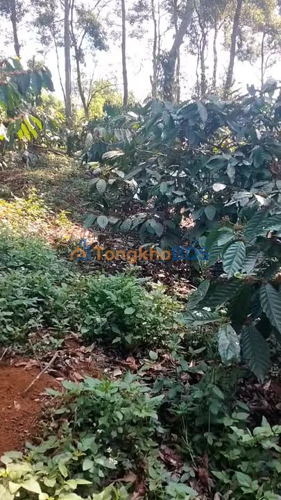 Bán Gấp Đất Vườn 16.000m² Đắk Mil - Gần Hồ Jun Jú