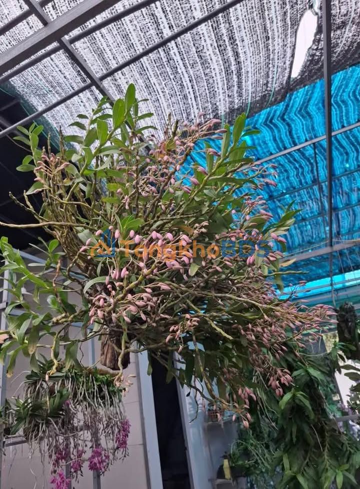 Bán đất Đông La Hoài Đức 77m² ô tô tránh - Giá đầu tư chỉ từ 3.5 tỷ