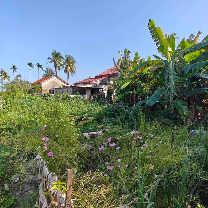 Đất Nền Cẩm Châu Hội An 70m² - Ngang 7.5m Hiếm Có, Giá 2.x Tỷ