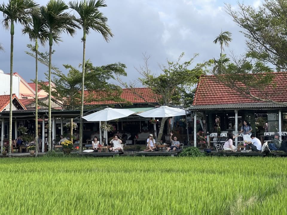 Đất Nền Cẩm Châu Hội An 477m² - View Đồng Lúa, Sổ Đỏ Sẵn Sàng