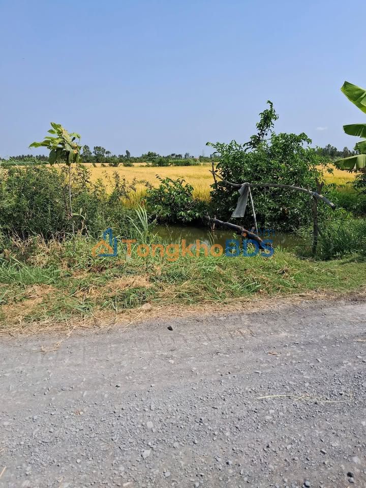 Bán đất nền 1041m² Gò Công Tây, Tiền Giang - Sẵn sàng lên thổ cư, giá 500 triệu