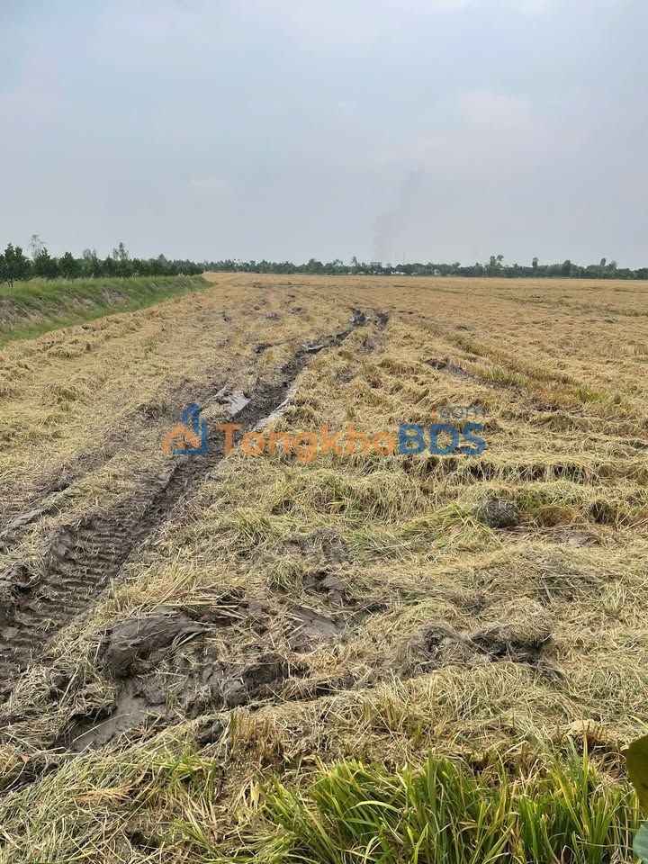 Farm/Đất Vườn Phú Điền, Duyên Hải - 27.000m² - Giá Tốt