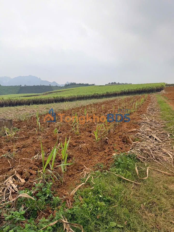 Đất Vườn Tân Lạc 2000m² - Giá Tốt 600 Triệu - View Đẹp