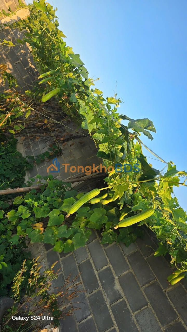 Bán Đất Vườn Long Điền 800m² Sổ Hồng, Mặt Tiền Đường Nhựa - Giá Đầu Tư 2.39 Tỷ