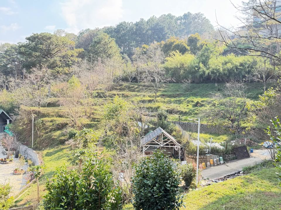 Cho thuê mặt bằng 5000m² Đà Lạt - Vườn hồng, đồi chè, rừng thông