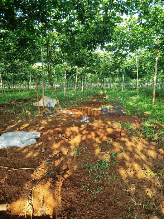 Đất nền Tân Hội 2.3ha giá 11.5 tỷ - Đầu tư dài hạn